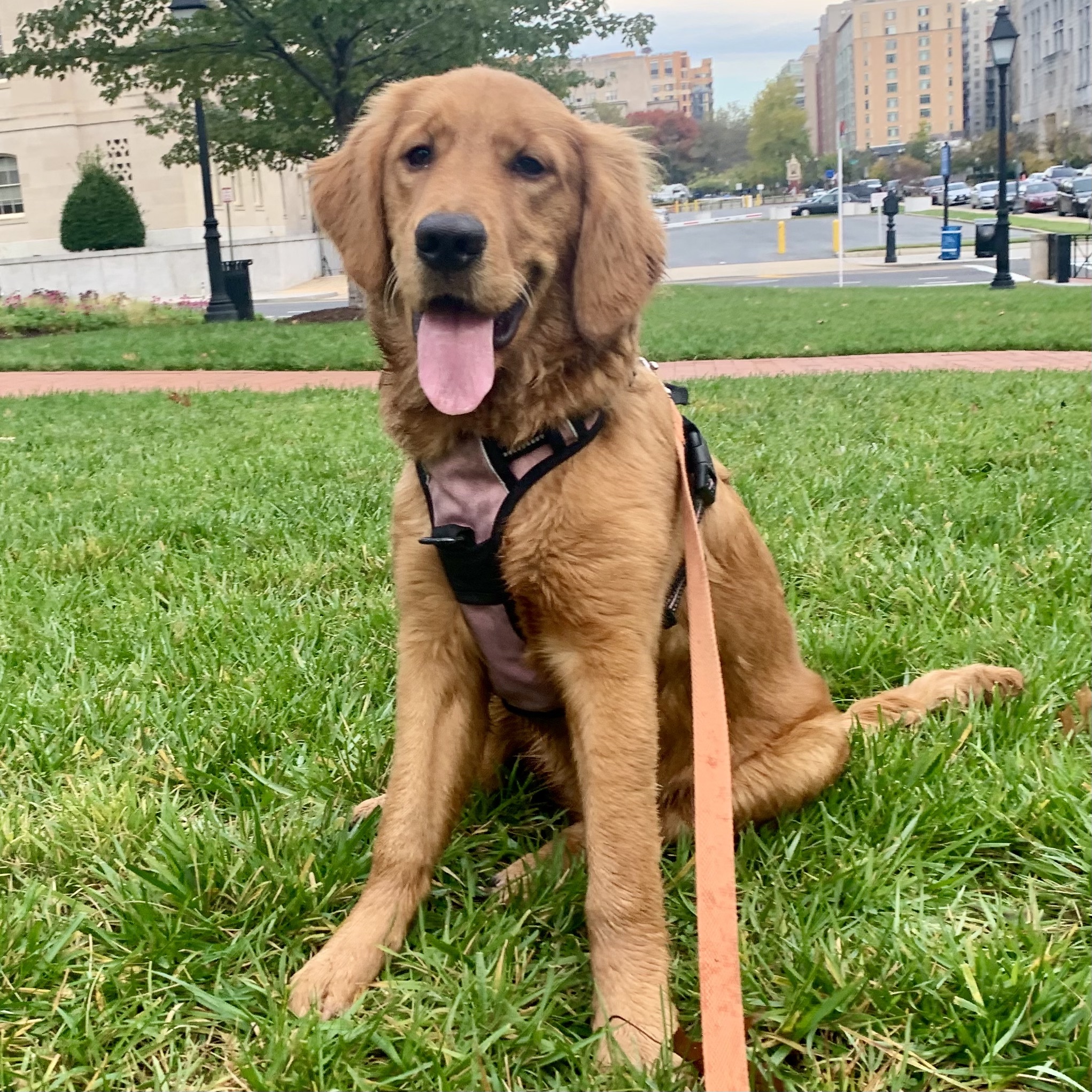 Golden Retriever